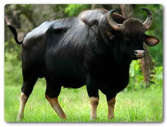  Goa State animal, Gaur, Bos gaurus